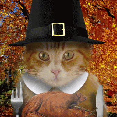 A photo of a kitten dressed in Thanksgiving pilgrim attire